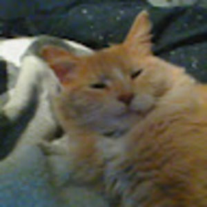 Meet your Posher, Ty